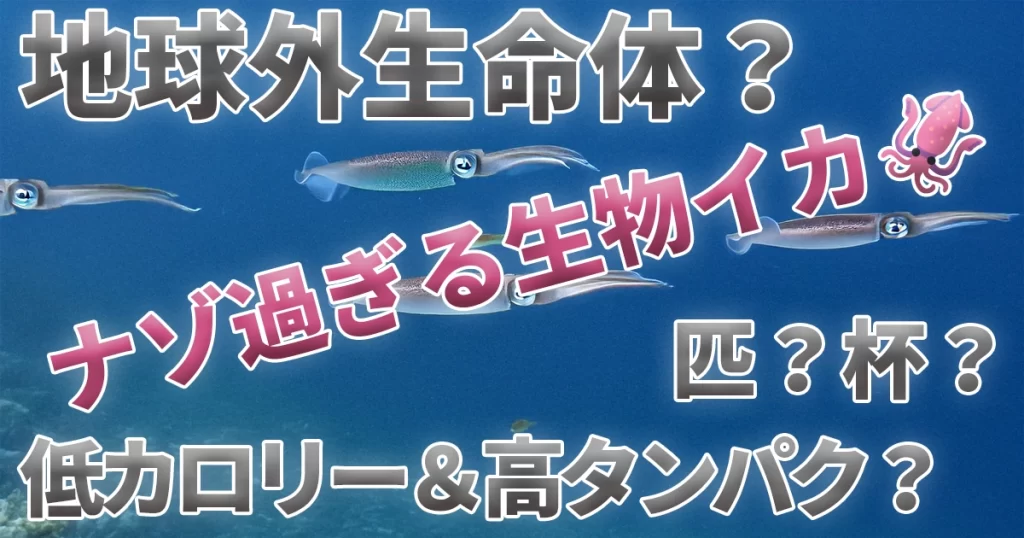 イカ🦑の生態など、イカ🦑についての”気になる”を調べました。